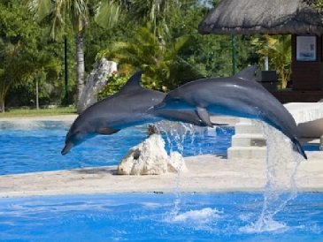 Cancun Swim With the Dolphins